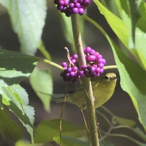 American Beautyberry, Callicarpa americana, Live Plant