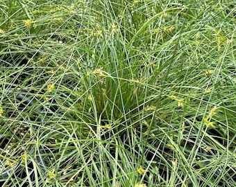 Texas Sedge, Catlin Sedge, Carex texensis, Live Plant | Native Plants & Wildflowers from Cottage Garden Natives