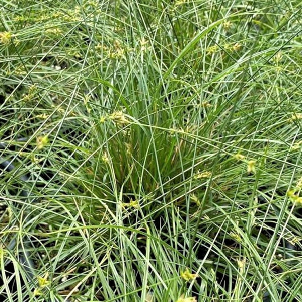 Texas Sedge, Catlin Sedge, Carex texensis, Live Plant | Native Plants & Wildflowers from Cottage Garden Natives