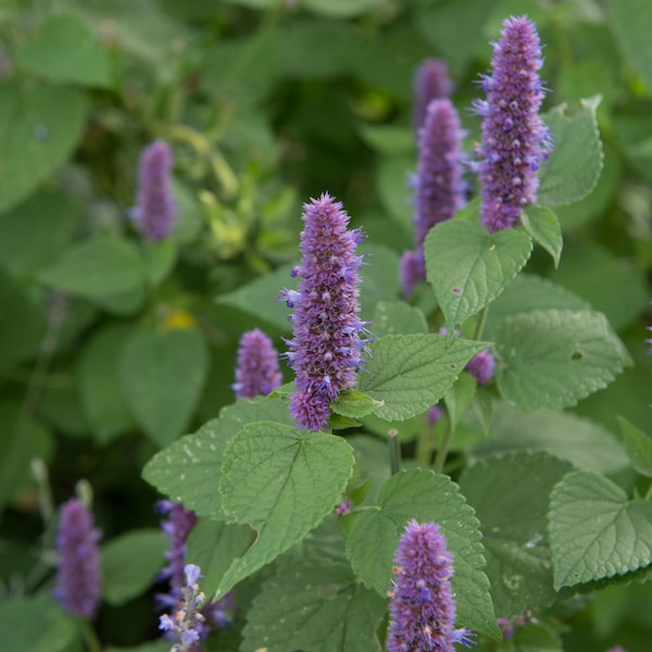 Anise Hyssop, Agastache foeniculum, Live Plant | Native Plants & Wildflowers from Cottage Garden Natives