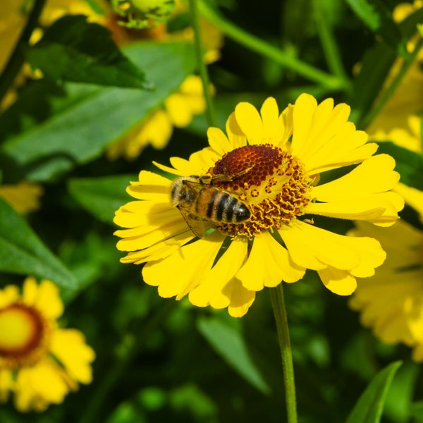 Sneezeweed, Helenium autumnale, Live Plant | Native Plants & Wildflowers from Cottage Garden Natives