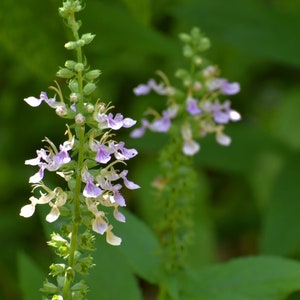 American Germander plants, Teucrium canadense