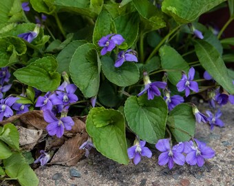 Meadow Violets, Viola sororia, Wild Violets, Blue Violets, Live Plant | Native Plants & Wildflowers