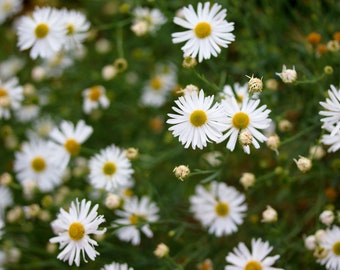 White Doll’s Daisy, Boltonia asteroides, Live Plant | Native Plants & Wildflowers from Cottage Garden Natives