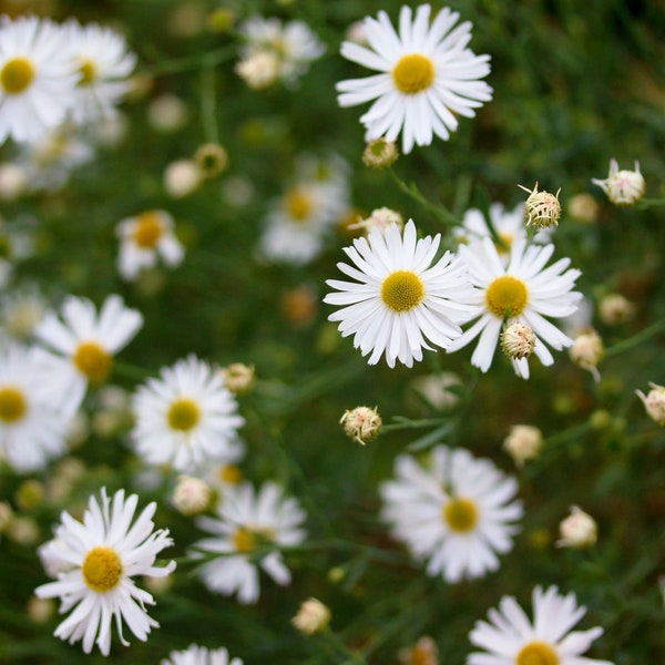 White Doll’s Daisy, Boltonia asteroides, Live Plant | Native Plants & Wildflowers from Cottage Garden Natives