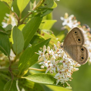 Gray Dogwood, Cornus racemosa, Live Plant | Native Trees & Shrubs