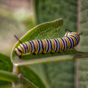 Monarch Caterpillar Fine Art Print - Monarch Butterfly Photography - Milkweed leaves - Nature Insect Print - Floral Garden Pollinator