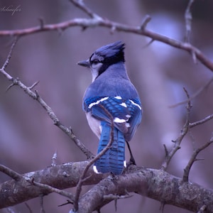 Blue Jay Print - Blue Jay Photography - Bird Wall Art - Nature Decor Bird Print - Birds and Tree - Fine Art Phoptography - Backyard Wildlife