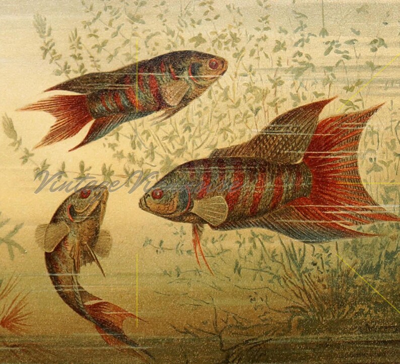 Vintage Fish Wall Art. Fish Lover Gift. Oriental Fish Art. Etsy