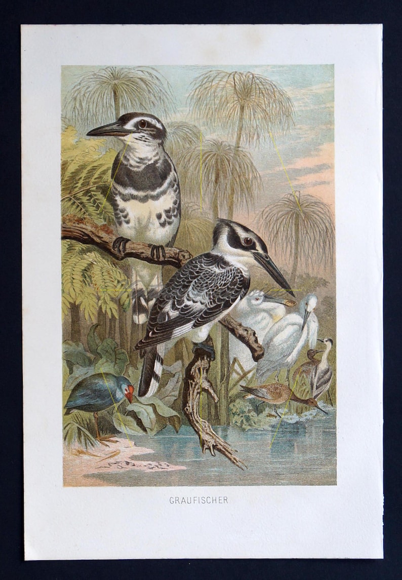 1891. Antique kingfisher print Bird wall decor Bird picture Bird wall art Vintage bird print Water kingfisher Gift for bird lovers