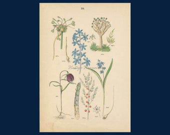 Original antique flower art print. Lily print. Hyacinth print. Vintage botanical wall art. Flower home decor. 1881