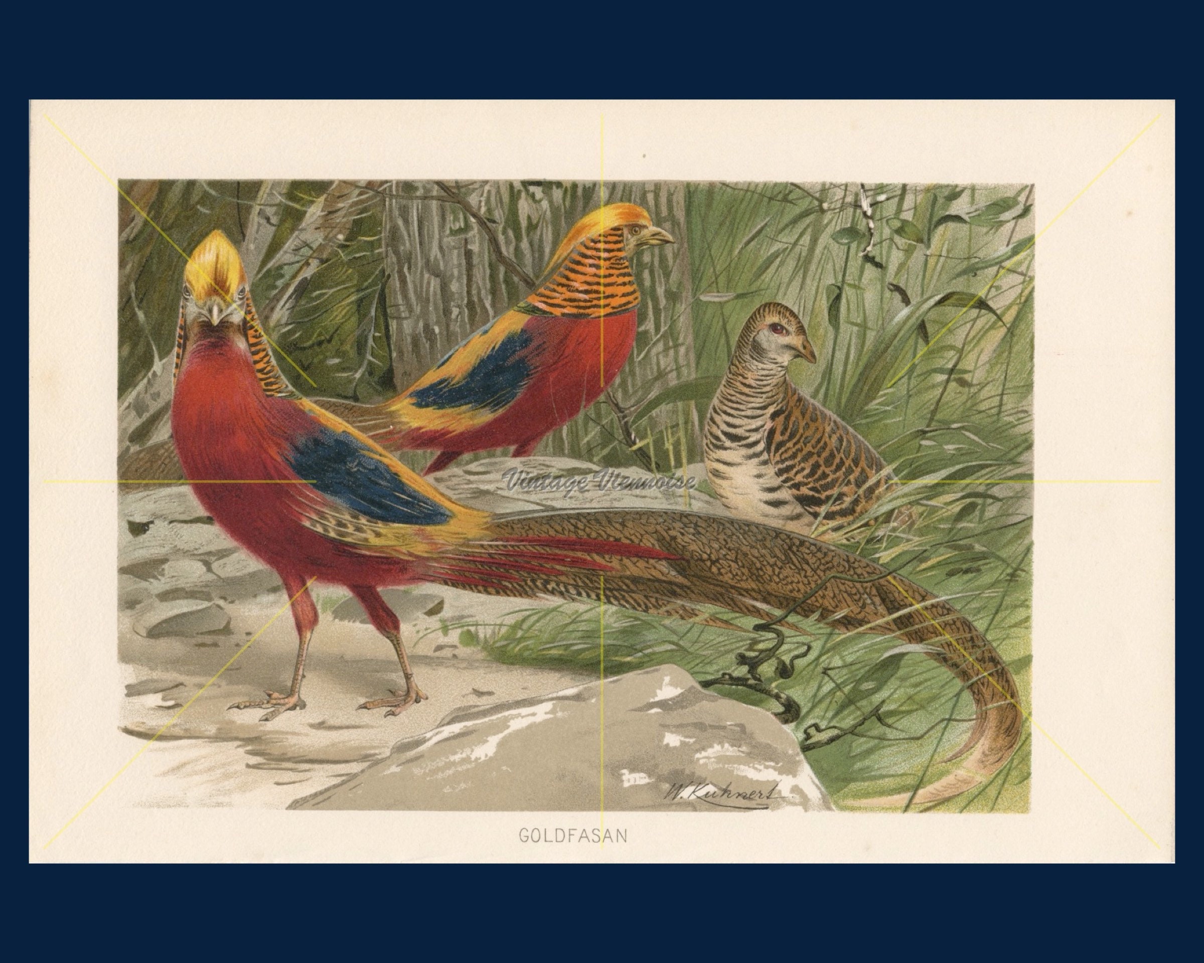 Vintage Bird Print Mallard Color Lithograph Bird Lover Gift Bird Wall Decor Antique Bird Print Bird Art Water Bird Art