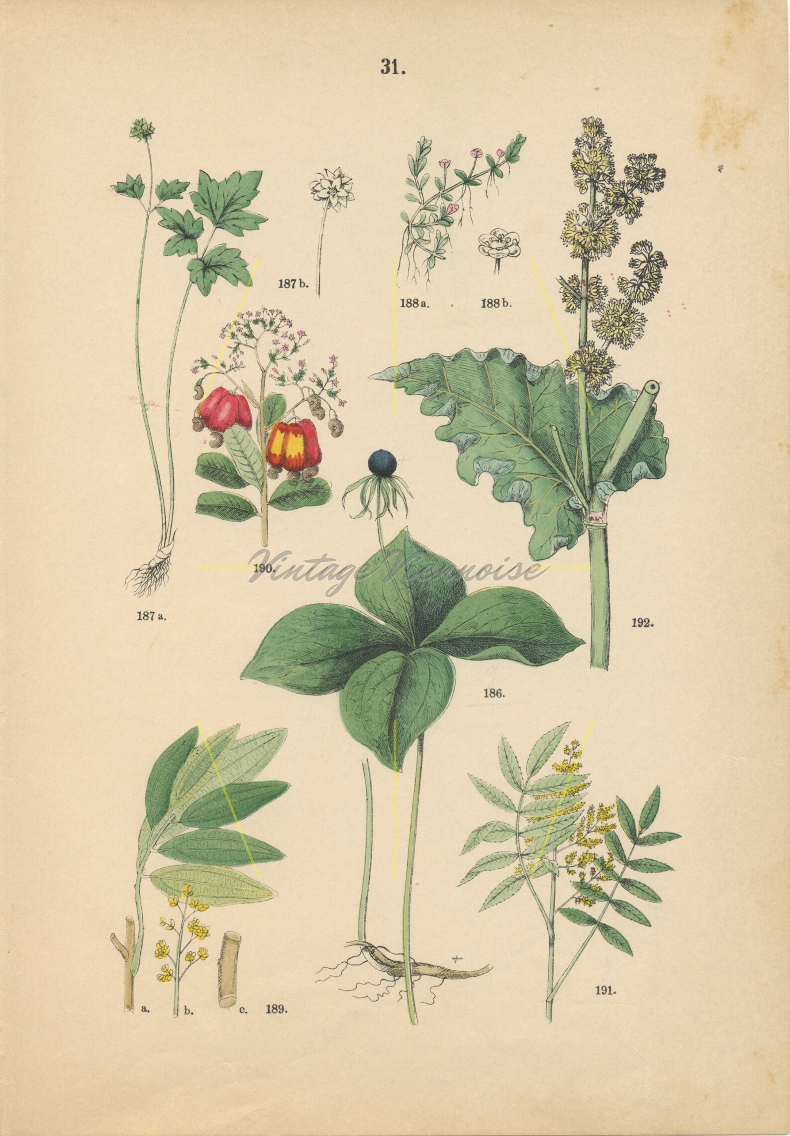 Vintage Botanical Wall Art. Original Antique Flower Art Print. Floral