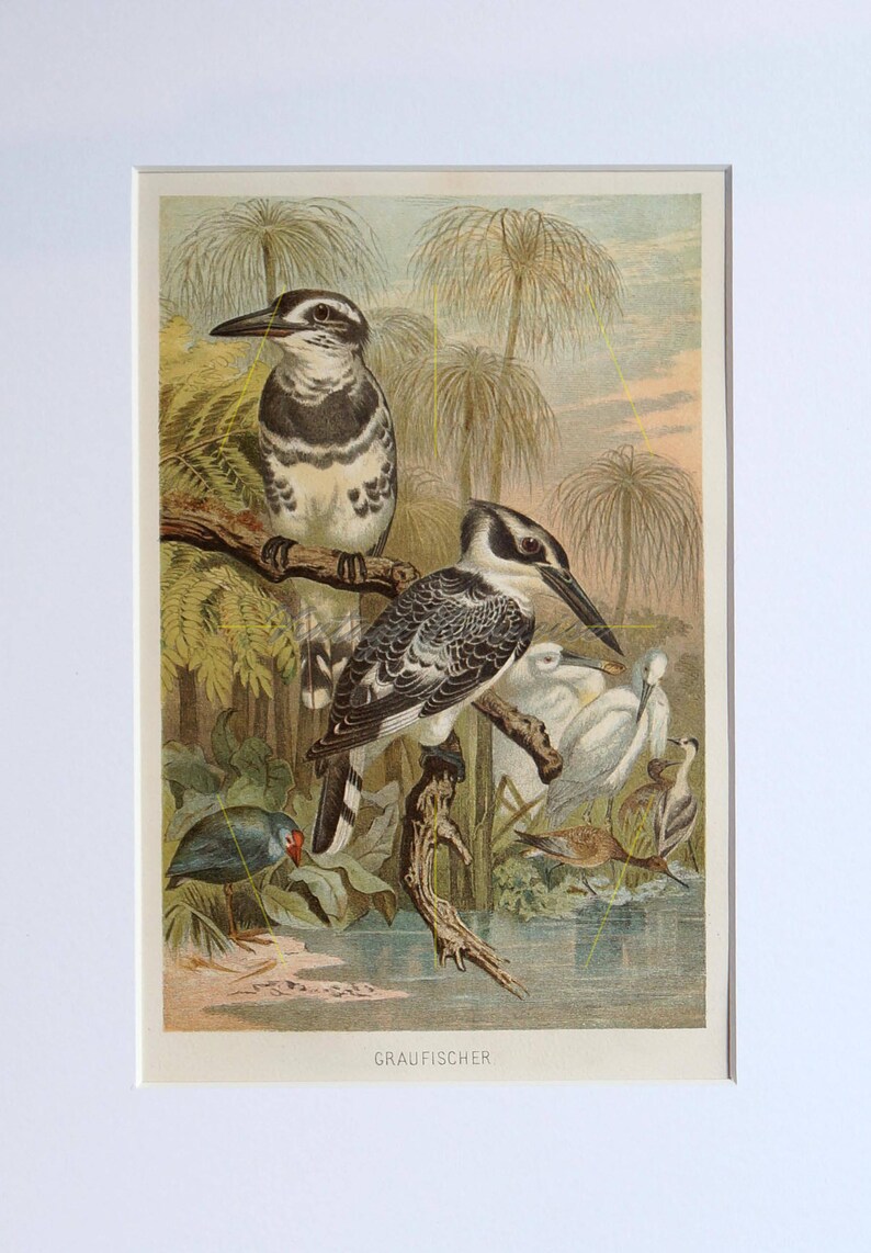 1891. Antique kingfisher print Bird wall decor Bird picture Bird wall art Vintage bird print Water kingfisher Gift for bird lovers