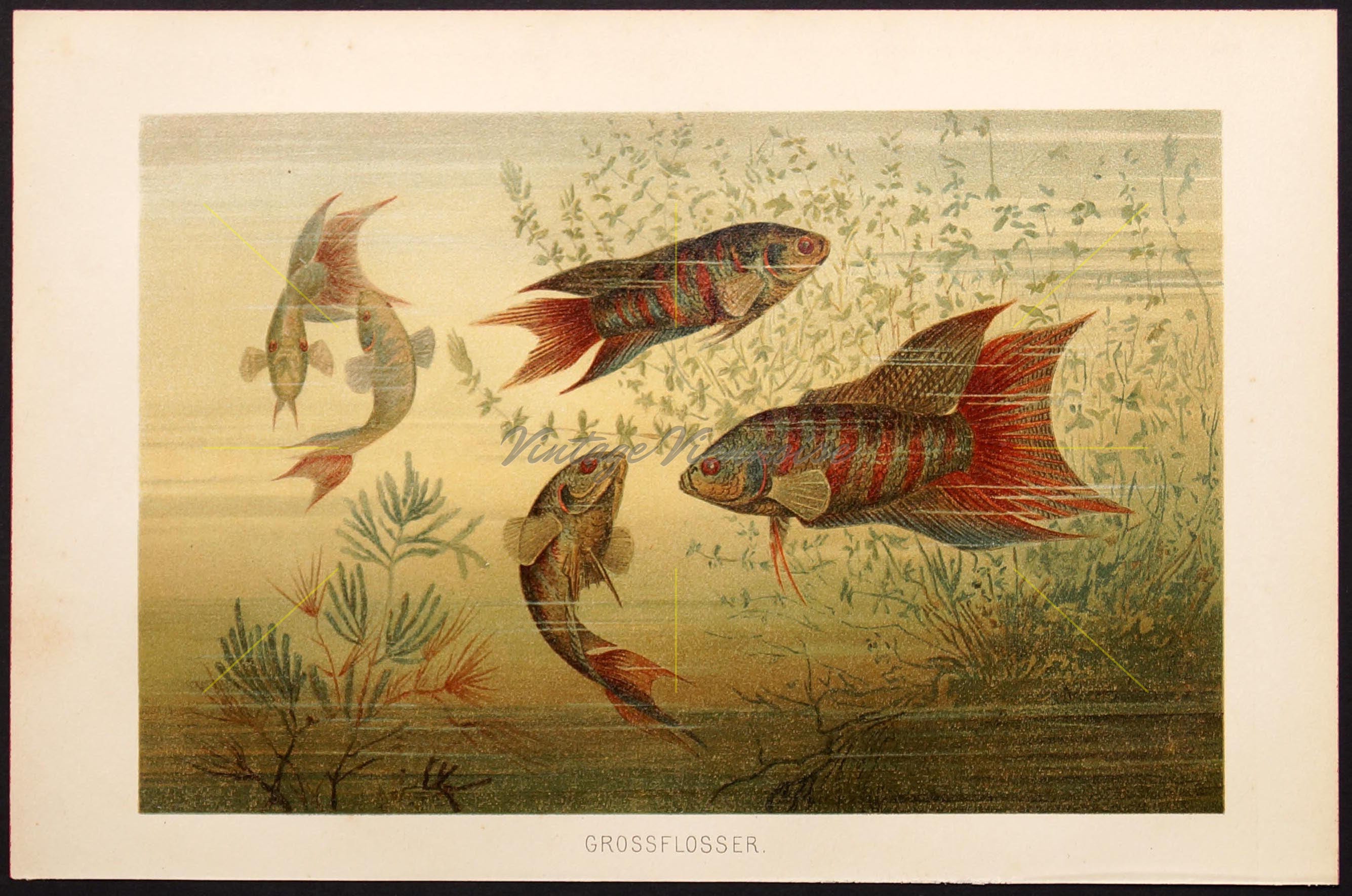Vintage fish wall art. Fish lover gift. Oriental fish art. Etsy