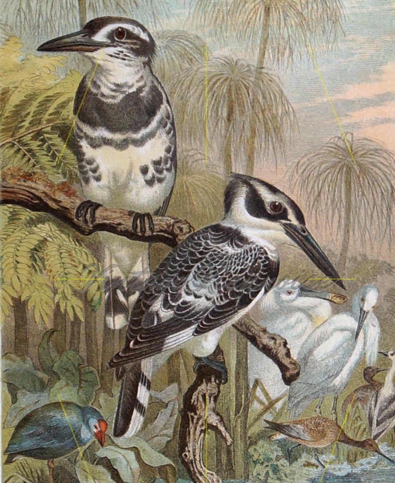 1891. Antique kingfisher print Bird wall decor Bird picture Bird wall art Vintage bird print Water kingfisher Gift for bird lovers
