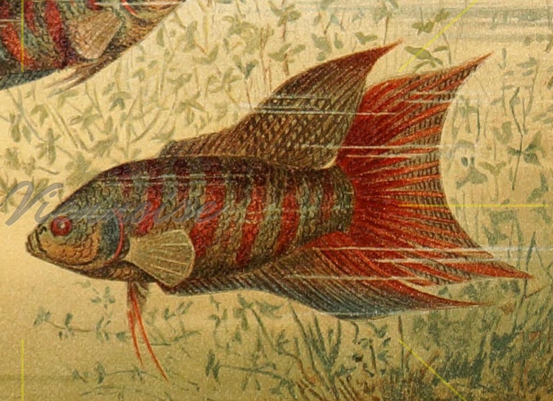 Vintage Fish Wall Art. Fish Lover Gift. Oriental Fish Art. Etsy