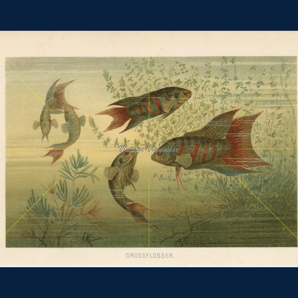 Vintage Fisch-Wand-Kunst. Fisch-Liebhaber-Geschenk. Orientalische Fisch Kunst. Marine Wohnkultur. Bunte Fisch-Druck. Paradiesfisch. Ichthyologie Druck. 1896.