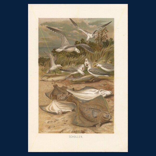 Antike Fisch Druck. Marine-Dekor. Vintage Fisch-Wand-Kunst. Scholle. Marine Kunst. Ichthyologie Druck. Meeresbiologie. Geschenk für Ichthyologist. 1896