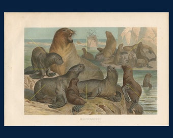 Antique sea lion print. South American sea lion art. Sea life art. Sea lion lover gift. Marine decor. Ocean decor. Marine animal print. 1883