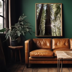 Redwood Trees Digital Download