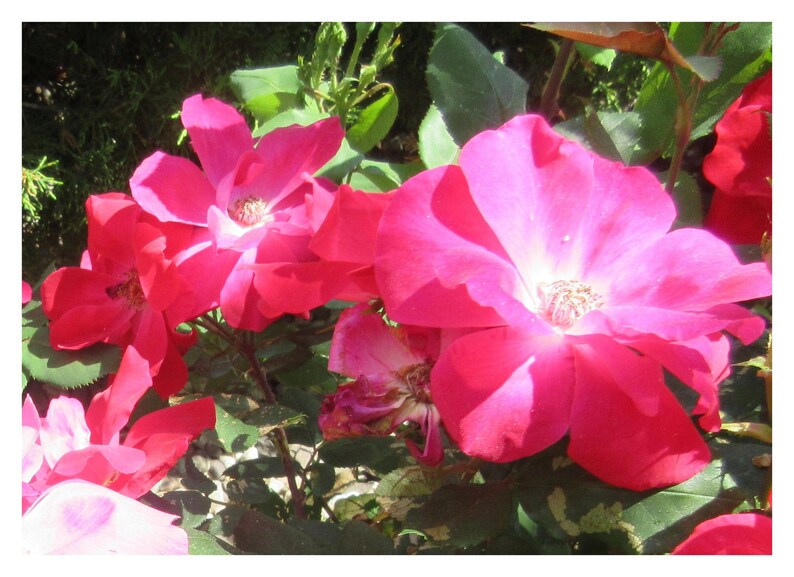 Good Morning Flowers Fine Art Prints Fine Art Phil Etsy