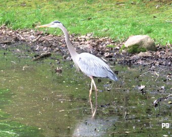Blue Heron On A Cloudy Day (#Print) #Nature, #Photography, #Phil Gennuso Arts, #Spring, #New York, #Blue Heron