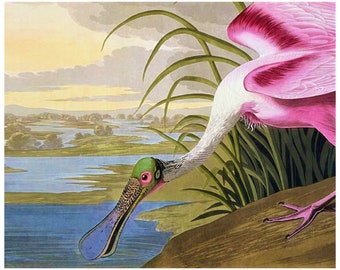 Roseate Spoonbill James Audobon #Fine Art Print, #Fine Art,  #Phil Gennuso, #Philip Gennuso, #Roseate Spoonbill, #Audobon, #Nature