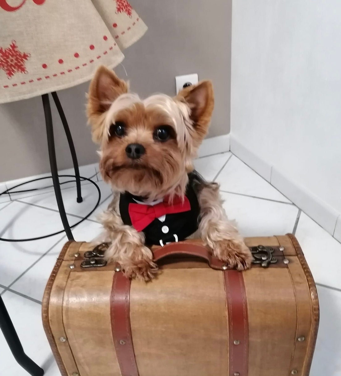 Harnais Smocking Pour Chien en Coton Noir avec Noeud Papillon Rouge