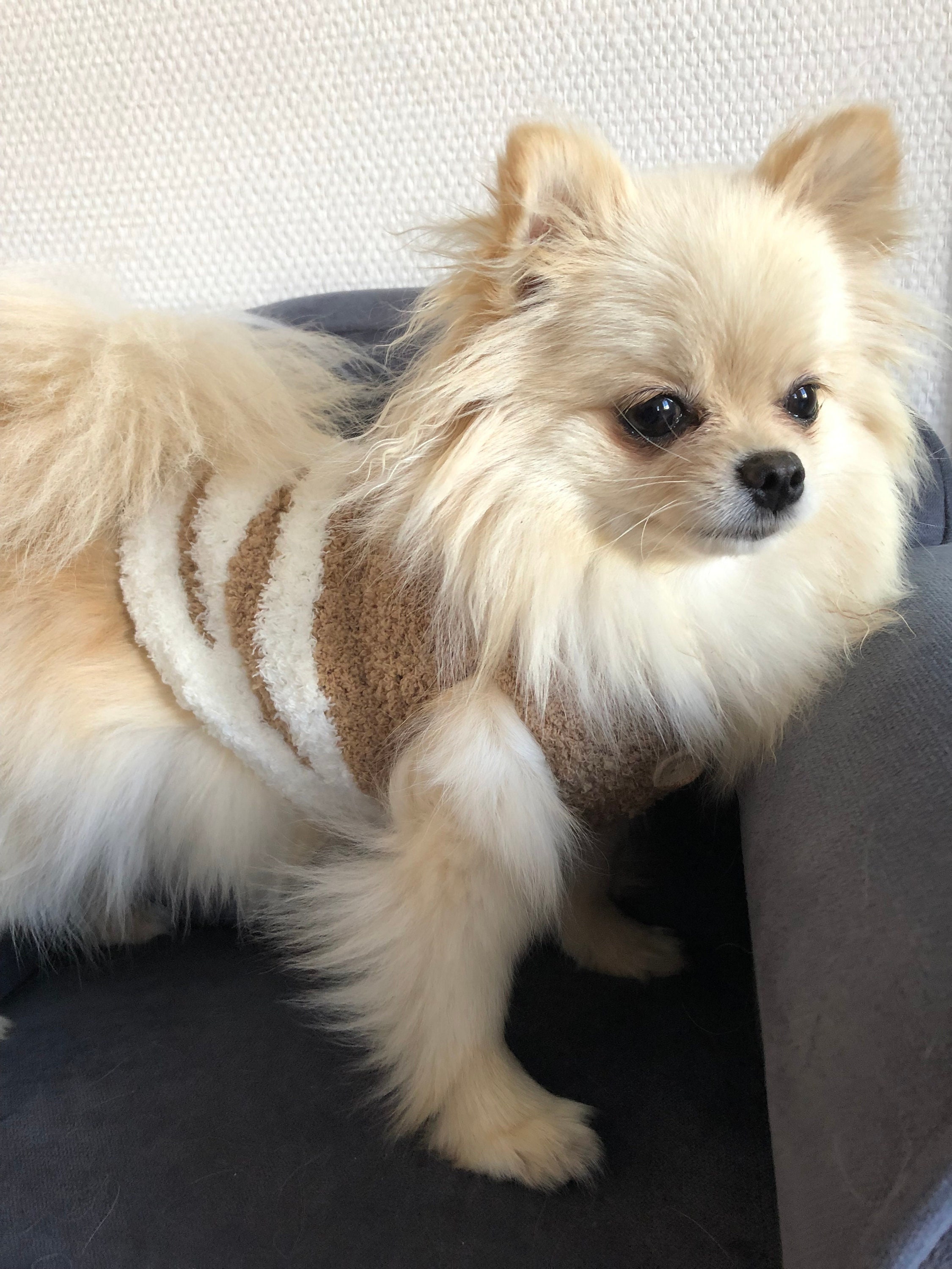 Pull à Col Pour Chien Fait Main sur Mesure Coloris Au Choix Tricoté en Laine Polyester Toute Douce