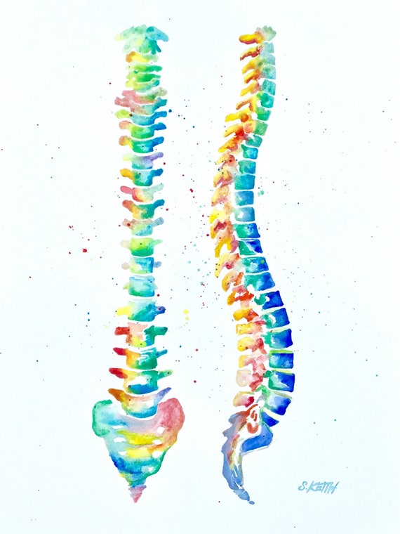 Watercolor Anatomical Spine watercolor anatomy medical art Etsy