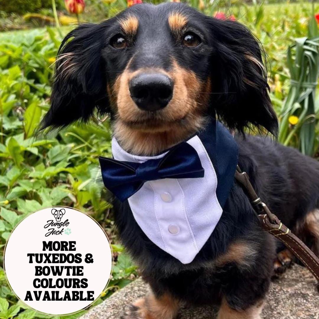 Dachshund tuxedo México
