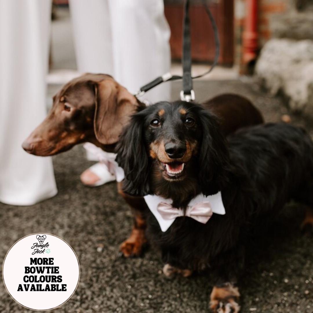 Mens Dog Shirt Collar Australia