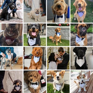 Dog Tuxedo Wedding Outfit: Formal Ring Bearer Suit image 4