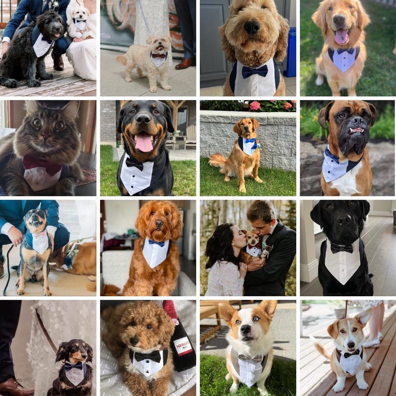 Dog Tuxedo Wedding Outfit: Formal Ring Bearer Suit image 4