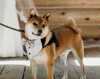 May include: A Shiba Inu dog wearing a formal tuxedo-style bandana with a bow tie. The dog has tan and white fur and is standing on a wooden deck. A leash is attached to the dog's harness. A white wedding dress is in the background.