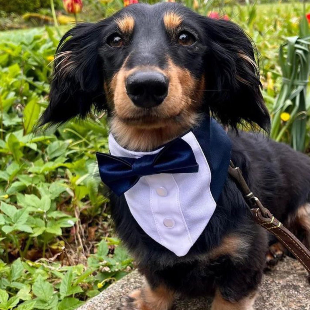 Dachshund wedding suit México