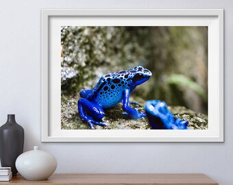 Electric Blue Frog Wall Art, Blue Poison Dart Frog Downloadable Prints, Digital Printable, Home Decor Homewares, Nursery Print, Bluey Frog