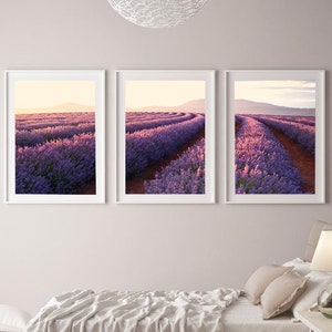 Set of 3 Australian Lavender Farm Wall Art Print, Lavender Fields, Nature Printable, Living Room Wall Art, Flower Print, Downloadable Prints