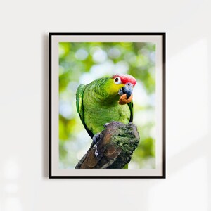 Curious Parrot Eating, Green and Red Crested Parrot Downloadable Prints, Digital Print, Bird Wall Art, Bird Watcher Gift, Nursery Decor image 4