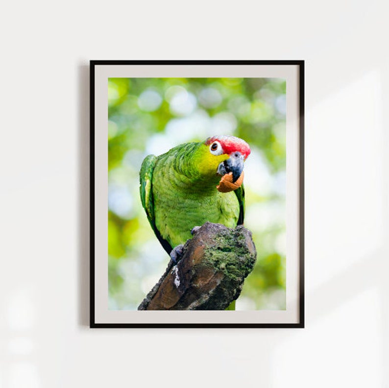 Curieux Perroquet Manger, Vert et Red Crested Parrot Impressions téléchargeables, Impression numérique, Bird Wall Art, Bird Watcher Gift, Nursery Decor image 4