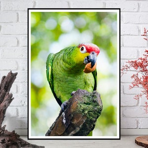 Curious Parrot Eating, Green and Red Crested Parrot Downloadable Prints, Digital Print, Bird Wall Art, Bird Watcher Gift, Nursery Decor image 2