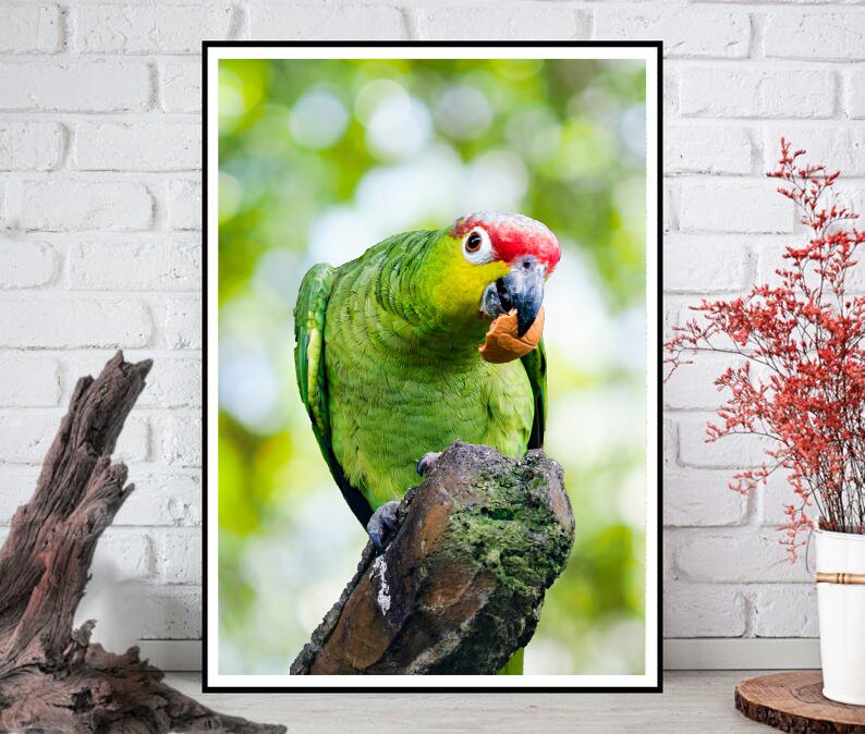 Curieux Perroquet Manger, Vert et Red Crested Parrot Impressions téléchargeables, Impression numérique, Bird Wall Art, Bird Watcher Gift, Nursery Decor image 2