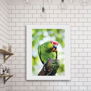 Curious Parrot Eating, Green and Red Crested Parrot Downloadable Prints, Digital Print, Bird Wall Art, Bird Watcher Gift, Nursery Decor image 5