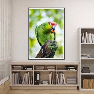 Curious Parrot Eating, Green and Red Crested Parrot Downloadable Prints, Digital Print, Bird Wall Art, Bird Watcher Gift, Nursery Decor image 1