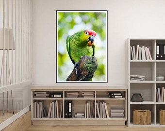 Curious Parrot Eating, Green and Red Crested Parrot Downloadable Prints, Digital Print, Bird Wall Art, Bird Watcher Gift, Nursery Decor