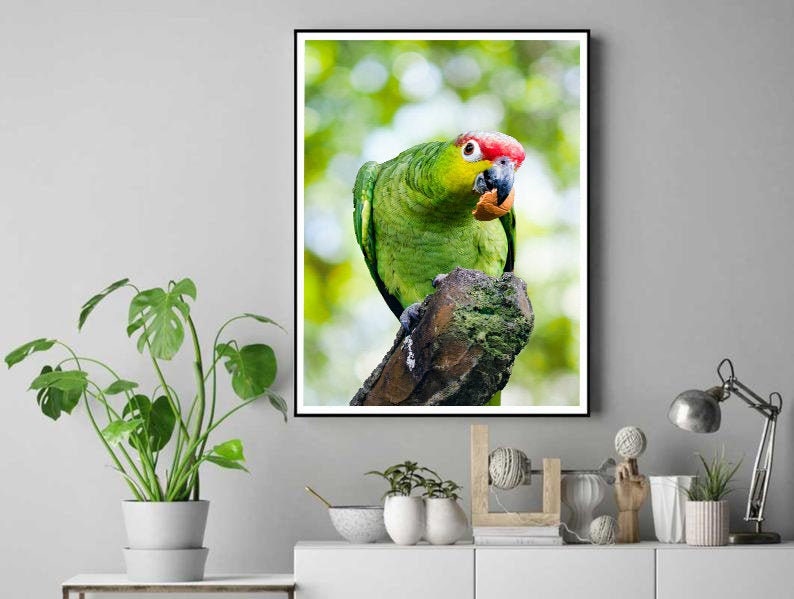 Curious Parrot Eating, Green and Red Crested Parrot Downloadable Prints, Digital Print, Bird Wall Art, Bird Watcher Gift, Nursery Decor image 3