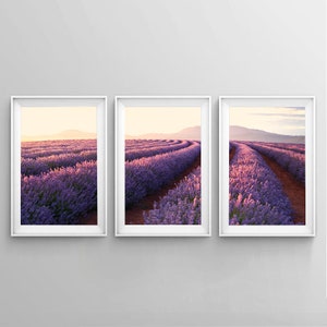 Set of 3 Australian Lavender Farm Wall Art Print, Lavender Fields, Nature Printable, Living Room Wall Art, Flower Print, Downloadable Prints zdjęcie 2
