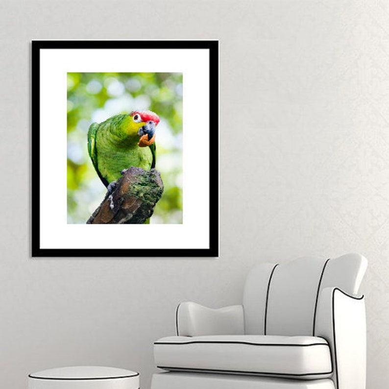 Curieux Perroquet Manger, Vert et Red Crested Parrot Impressions téléchargeables, Impression numérique, Bird Wall Art, Bird Watcher Gift, Nursery Decor image 6
