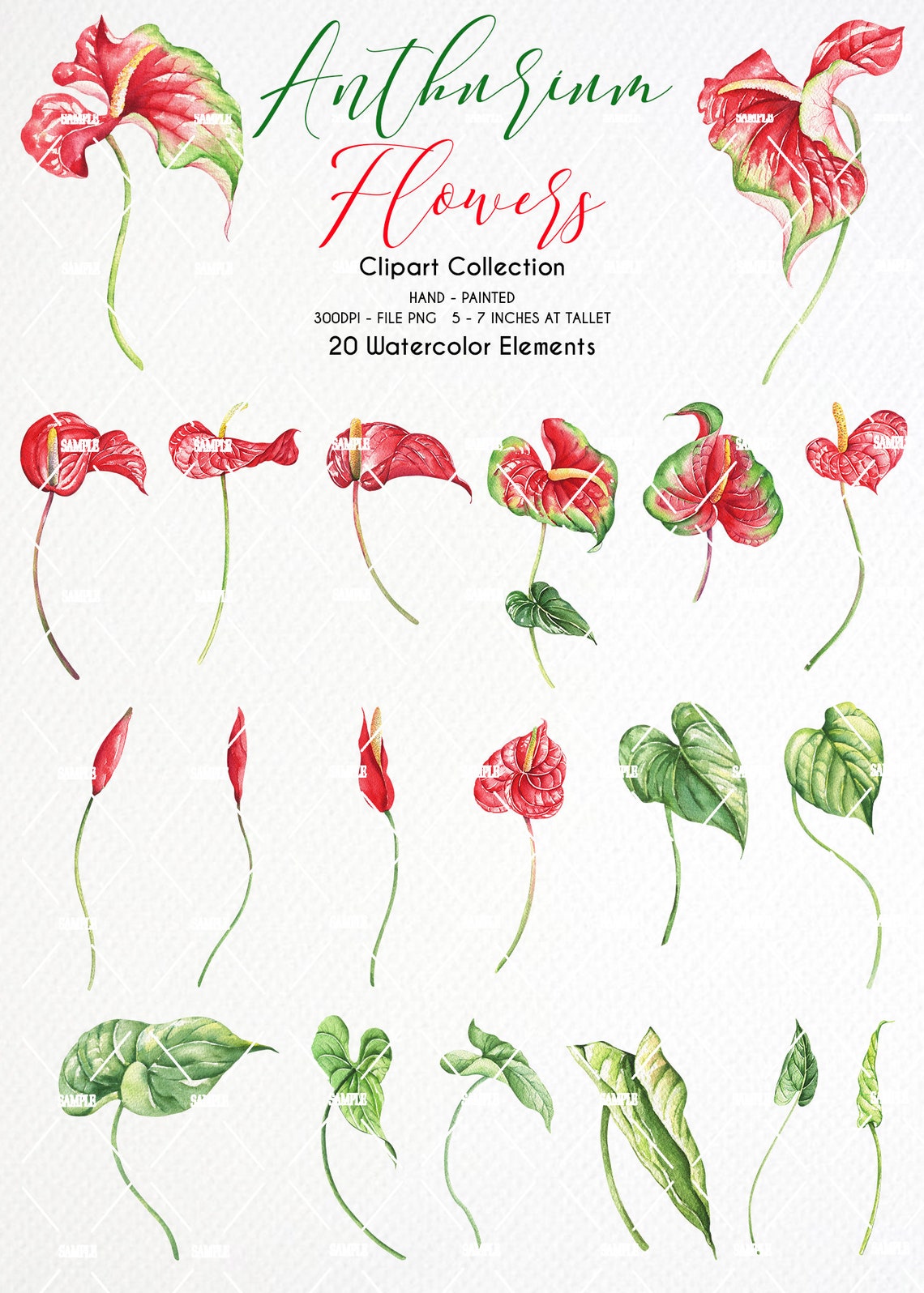 Watercolor Anthuriums Flower Clipart,anthuriums Flower Clipart